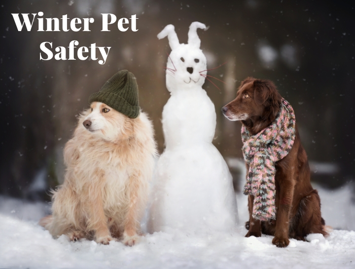 5-winter-safety-pet-tips-cold-weather-pets